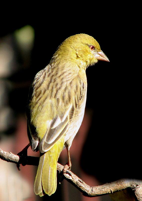 Frieda 14mei2007 038.jpg - Swartkeelvink